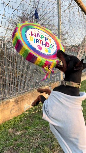 #birthay #viralvideos #dobermann #dog #dogs