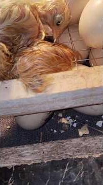 Baby Chicks Hatching in Incubator 🐣 Amazing Birth Moment #Shorts #Hatching