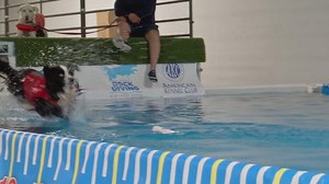 9.6K views · 42 reactions | 諒Dogs are learning how to dive off a...