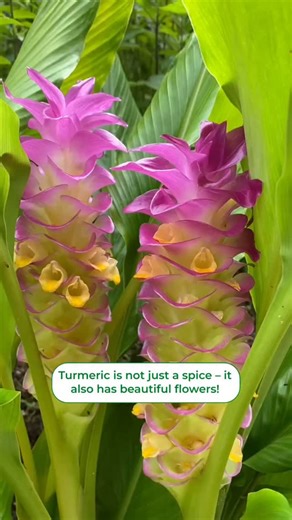 🌿Plants from Holland🌿 on Instagram: "Did you know?😃 📲You can order their bulbs at dutch-bulbs.com!"