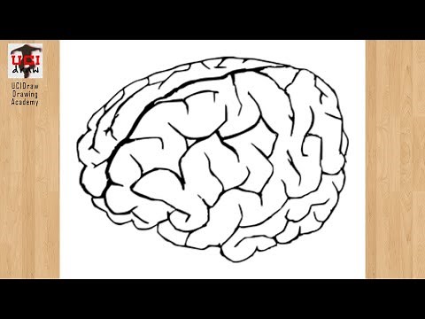 How to Draw a Brain Drawing | Easy Human Brain Outline Step by Step Sketch for Beginners