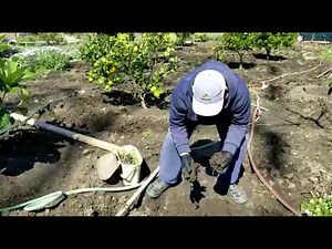 How to Make A Worm Farm With Table Scraps