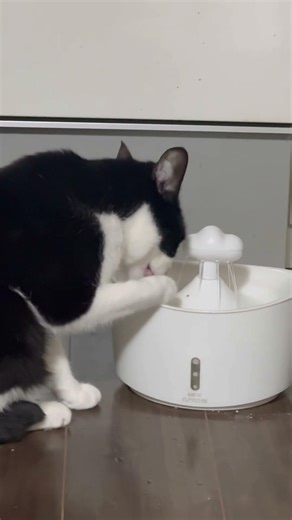 リクの水の飲み方… #ネコ #cat #ねこ動画 #ねこ