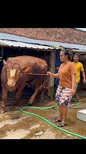 981K views · 4.8K reactions | Sapi super #sapi #cow #bull | Revan Dolan Kandang | Facebook