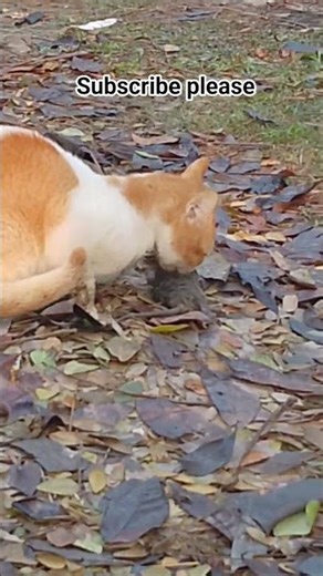 subscribe for YouTube #lifeisbutadream