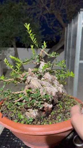 Myrtus Communis Yamadori Bonsai / SHOSHIN-EN BONSAI NURSERY