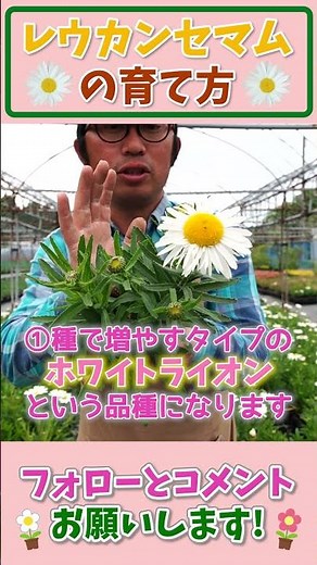 How to grow Leucanthemum #shorts 403 Gardening Beginners