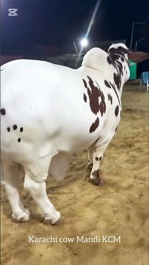 cow breeding farm in Pakistan 🇵🇰