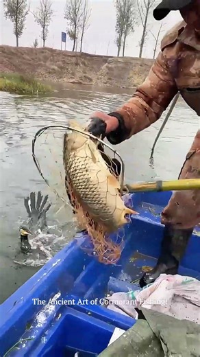 The Ultimate Fishing Partner! 🦅The Ancient Art of Cormorant Fishing!#fishing #nature