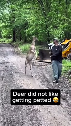 Wild Kingdom | Throwing hands with a deer is crazzzzy 👊 #deer #boxing #deersofinstagram | Instagram