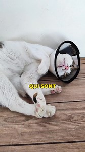 Si les chats pouvaient parler, ils nous diraient probablement ce qu'ils endurent. Mais ils ne parlent pas. Et surtout, ils ne montrent rien. Leur instinct les en empêche | Santé-Chat.com