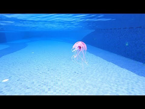 Jellyfish in my Swimming Pool