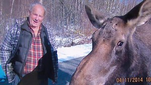 Friendly moose put down