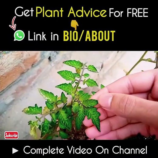How to Correct Use Neem Oil Spray On Plants, without killing Them?