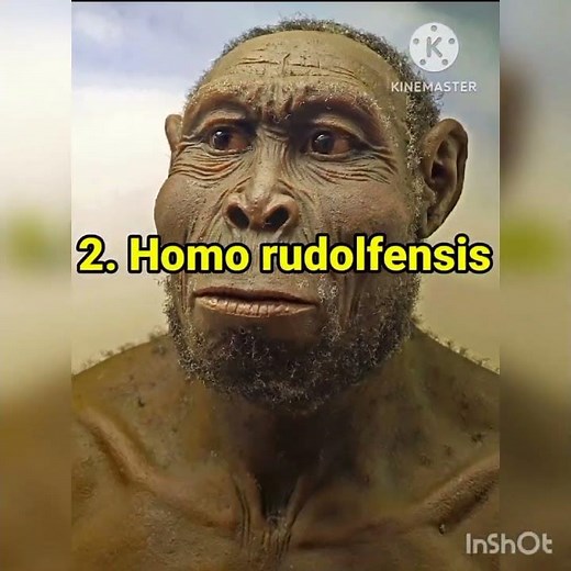 All eight human species