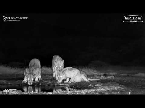 When Young Lions Get Playful…