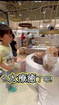 Taipei Cat Cafe Recommendation 🐱 Cat Cafe Mocha Xinyi A8｜30 kinds of drinks, all-you-can-drink!