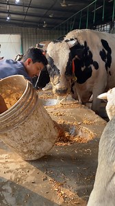 The shepherd's daily work: feeding the cows with care #shepherd #dailywork #feeding #cows #care #fypreels #reelsfypシ | Expensive Bulls
