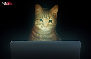 82K views · 411 reactions | Leveling up. Like a boss. | Tiger Knight | Facebook