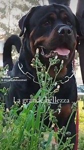 1.6K views · 56 reactions | .... Chi si ricorda di Apollo? .. Sono...