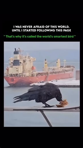 Wild Horizon on Instagram: "👉 Follow @wild.horizonn 🧠🐦 for more mind-bending animal intelligence facts! Crows earn the title of the world’s smartest birds for a reason — their brains work on a level that shocks even scientists. They solve multi-step puzzles, craft and use tools, recognize human faces for years, and even plan ahead like small feathered strategists. Every time they pull off one of these feats, it reminds us they’re not just birds… they’re problem-solving machines in black feath