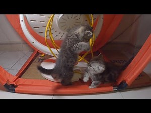 Munchkin kittens play and compete with another taller kitten.