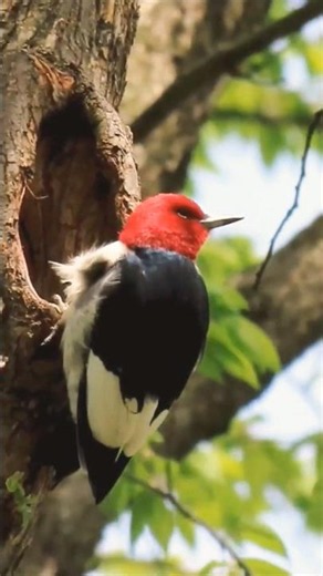 Red-headed Woodpecker. What's in there? #woodpecker #birdwatching