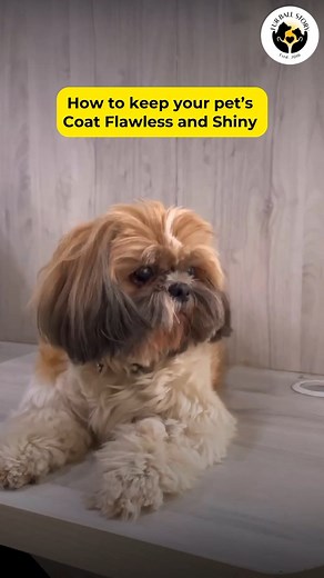 2.4K views | How to keep your pet's coat flawless and shiny✨ 1....