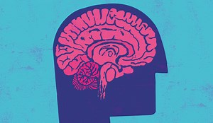 New Study Details Cerebellum’s Role in Language Processing