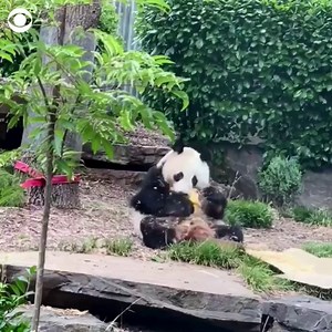 4K views · 121 reactions | A zookeeper in South Australia captured a panda enjoying a roll in some sawdust. Named "Wang Wang," the panda is part of an international research, conservation, and breeding program designed to preserve the species. | CBS News | Facebook
