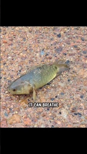 Climbing perch, the fish that walk and climb🤯