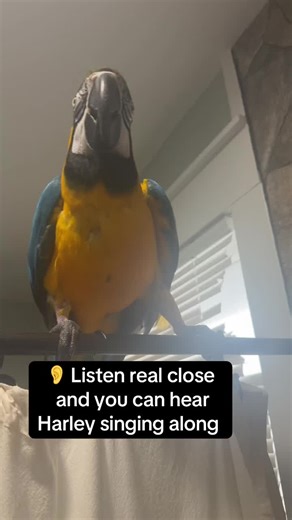 Harley the Parrot Loves Cardi B's Music