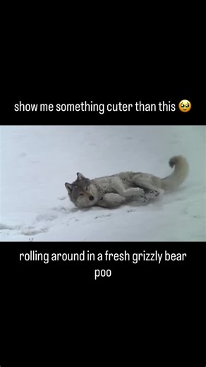 Women for Wolves on Instagram: "Repost 🎥 @taylorlrabe | 📍 Yellowstone National Park Yes… that is bear poop. 🐻💩 Wolves scent-roll in strong smells (like bear scat) to gather information about other animals in the area, communicate scent back to their pack, and sometimes mask their own scent while moving through shared predator landscapes. For young wolves especially, rolling in bear poo is part learning, part play. It helps them understand who’s been here, what’s moving through the ecosystem,