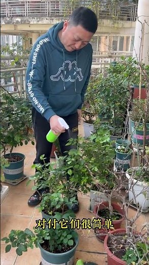 Spring Rose Pest Control: One Easy Trick