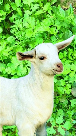 🐐 Gaon Mein Pyara Bakri Ka Baccha | Cute Goats Baby Goats Baby #shorts #short #goat #viral #trending