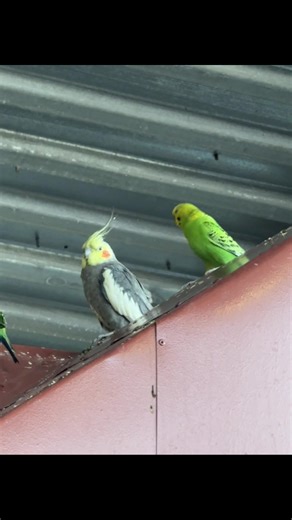 Charming Moments with Parrot and Theobald The Bird