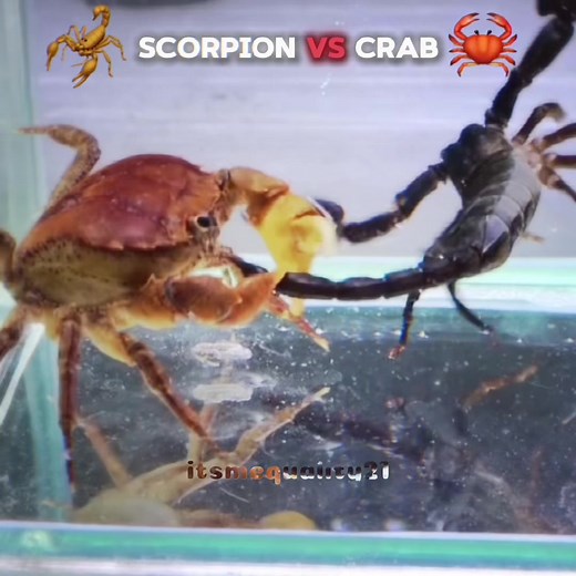 Epic Battle Between a Crab and a Scorpion - Animal TikTok Videos