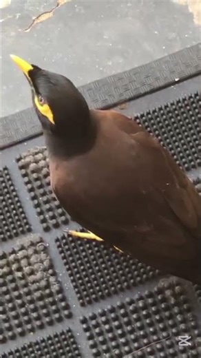 Maina Bird Cute Moments🐦🐦