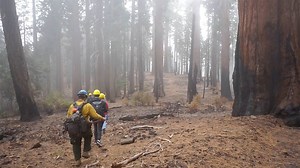 1.2K views · 41 reactions | Thank a firefighter today for...