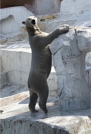 Funny Polar Bear Clips: Joyful Moments with Nature