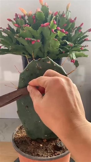 Cactus Garden on Instagram: "Useful tips for cactus 🌵 #cactus #cacti #plants"