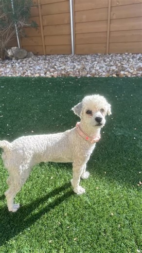 Meet Turkey (female)! Turkey is a poodle mix, 10 months old, and 9 pounds. Turkey is so playful and full of joy! She loves playing with other dogs and adores toys. She follows her foster family around and likes to snuggle. She hops and bounds like a little lamb when she’s excited! Crate trained, working on housebreaking. Please help her find her forever family! Fill out an application at ￼ https://www.ajkfamilyrescue.com/ | AjK Family Rescue