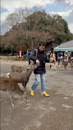 奈良の鹿が近づいてくる幸せな瞬間！#奈良公園#奈良鹿#奈良観光#奈良旅#奈良デート#鹿と出会う#日本旅行#癒し動画#可愛い鹿#NaraDeerPark#JapanTrip#JapanTravel