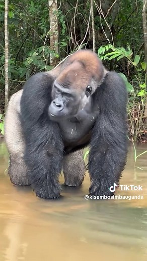 KISEMBO SIMBA UGANDA on TikTok