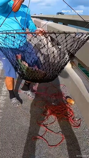 152K views · 2K reactions | I went bridge fishing for the first time and used a bridge net! #bridgenet #bridgefishing #piernet #fishingexperience | South Florida Fishing Channel | Facebook