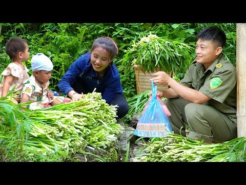 Garlic chive harvesting process: How to harvest giant garlic chives to sell at the market