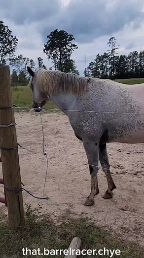 Campolina and Appaloosa Horse for Sale