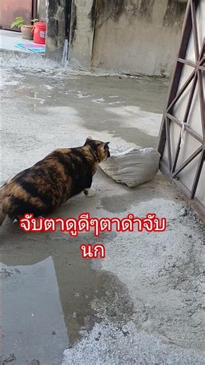 Watch closely! A black-eyed cat catches a bird. #CuteAnimals #Pets #Thailand #Cats