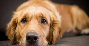 How to understand calming signals from your dog