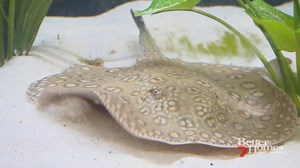 Ever considered having a stingray as a pet? | Better Homes and Gardens Australia